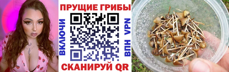 Псилоцибиновые грибы Psilocybe Чебаркуль